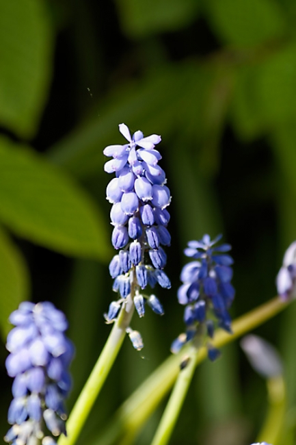 Jardin des Impressionnistes-032